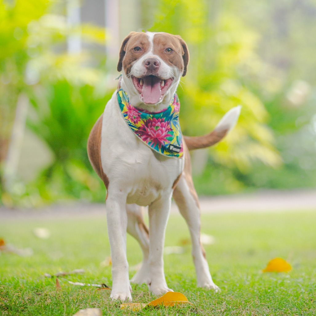 Ramsey, an adoptable Mixed Breed in Kailua Kona, HI, 96740 | Photo Image 1