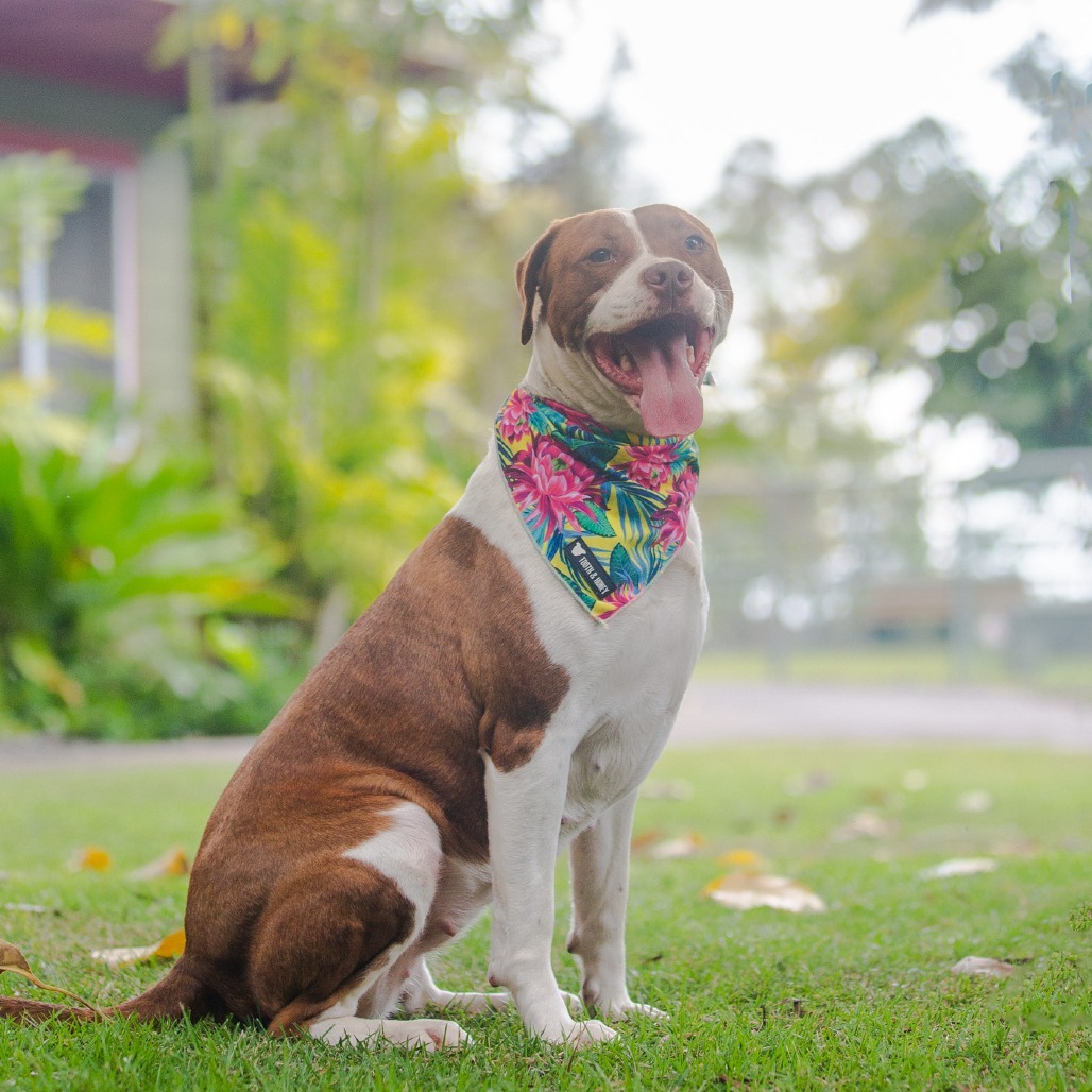 Ramsey, an adoptable Mixed Breed in Kailua Kona, HI, 96740 | Photo Image 2