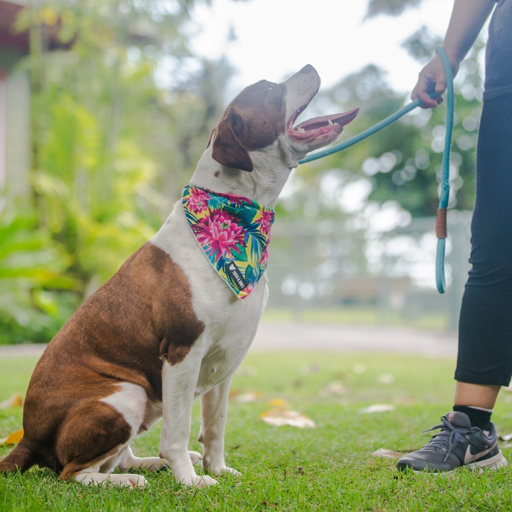 Ramsey, an adoptable Mixed Breed in Kailua Kona, HI, 96740 | Photo Image 3