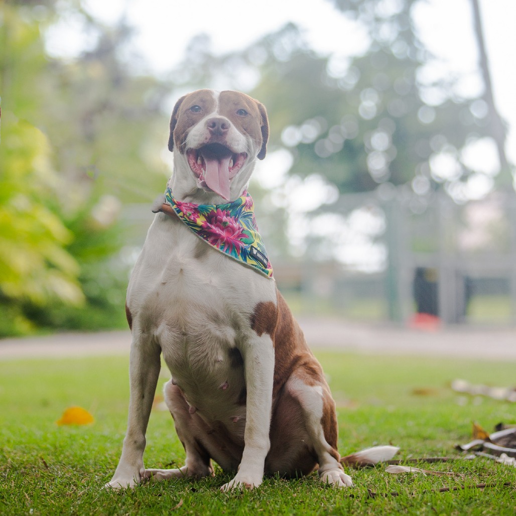 Ramsey, an adoptable Mixed Breed in Kailua Kona, HI, 96740 | Photo Image 4