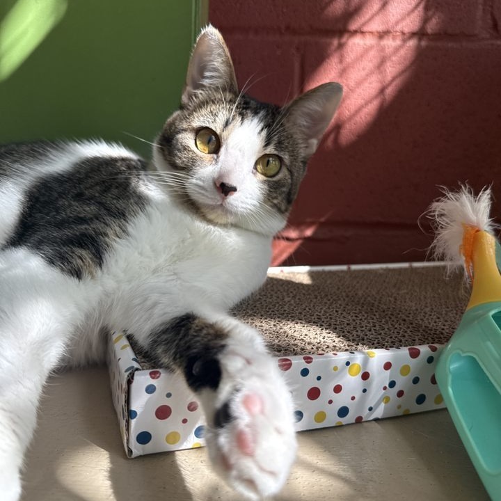 Scorpio, an adoptable Domestic Short Hair in Kailua Kona, HI, 96740 | Photo Image 2