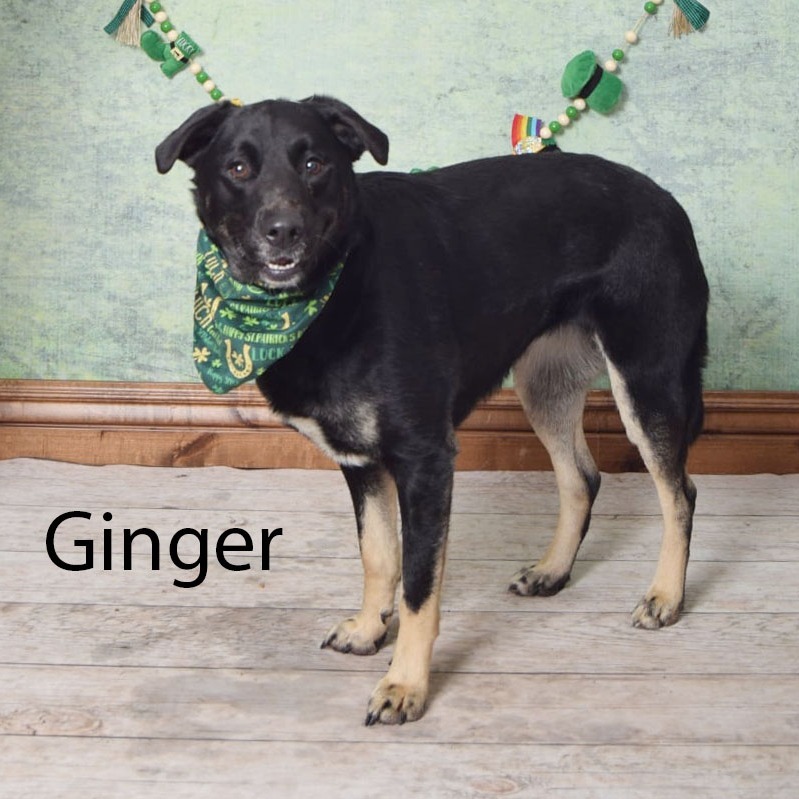 Ginger