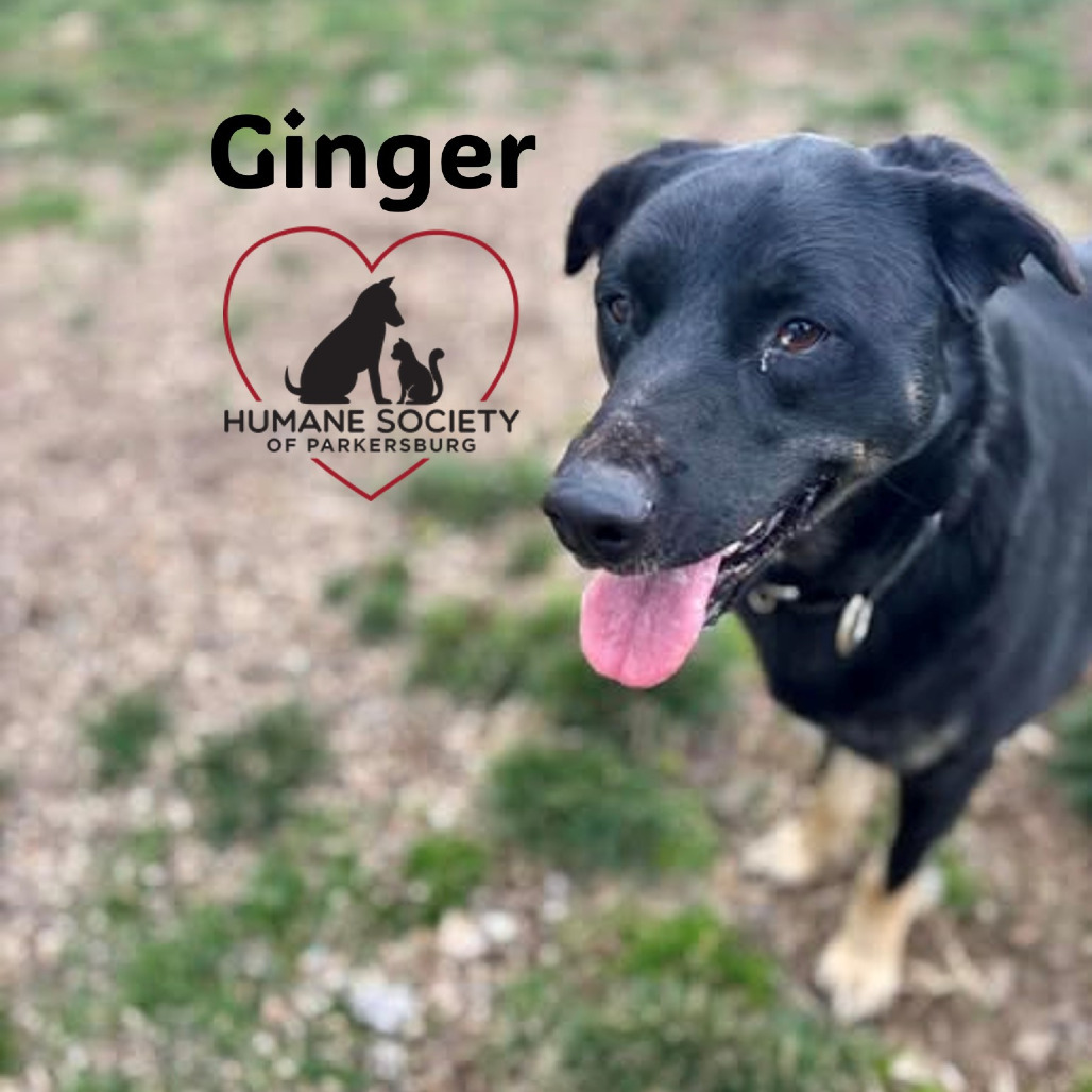 Ginger