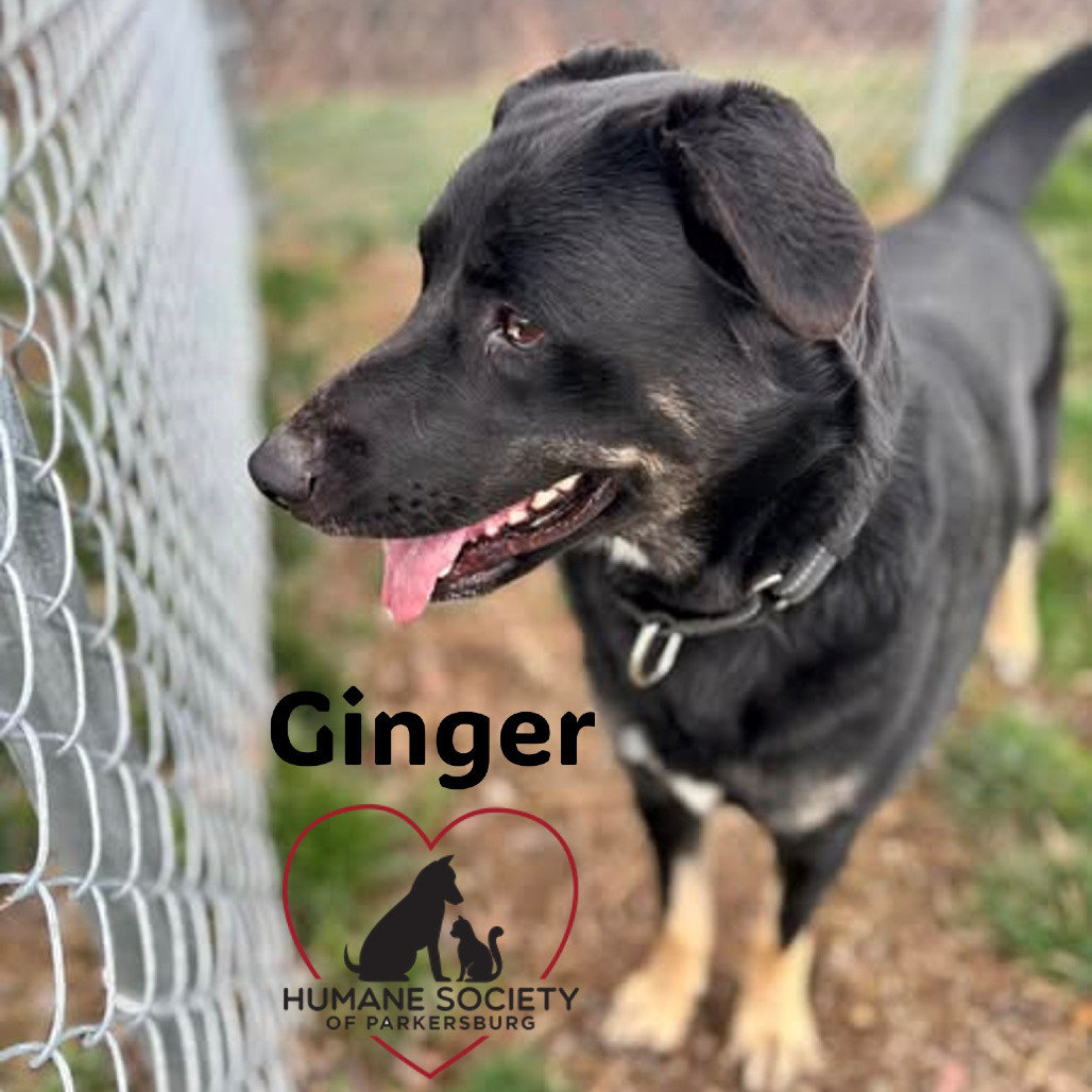 Ginger