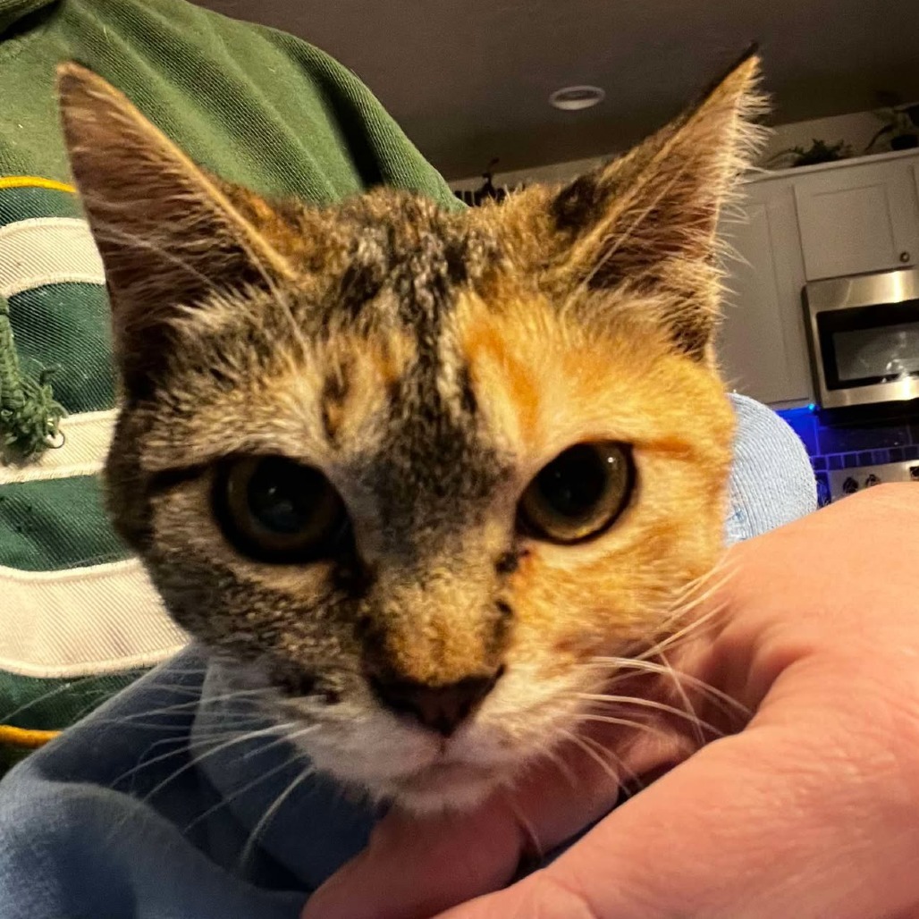 Aster, an adoptable Domestic Short Hair in Nampa, ID, 83686 | Photo Image 1
