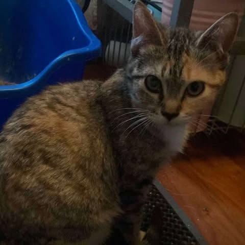 Aster, an adoptable Domestic Short Hair in Nampa, ID, 83686 | Photo Image 2