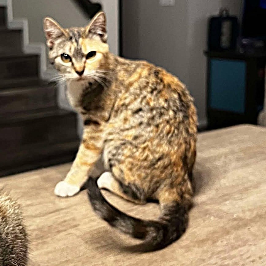 Aster, an adoptable Domestic Short Hair in Nampa, ID, 83686 | Photo Image 3