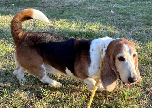 ELMO - ADOPTION PENDING!