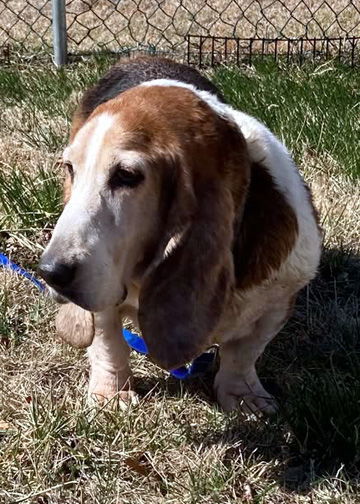 ELMO - ADOPTION PENDING!