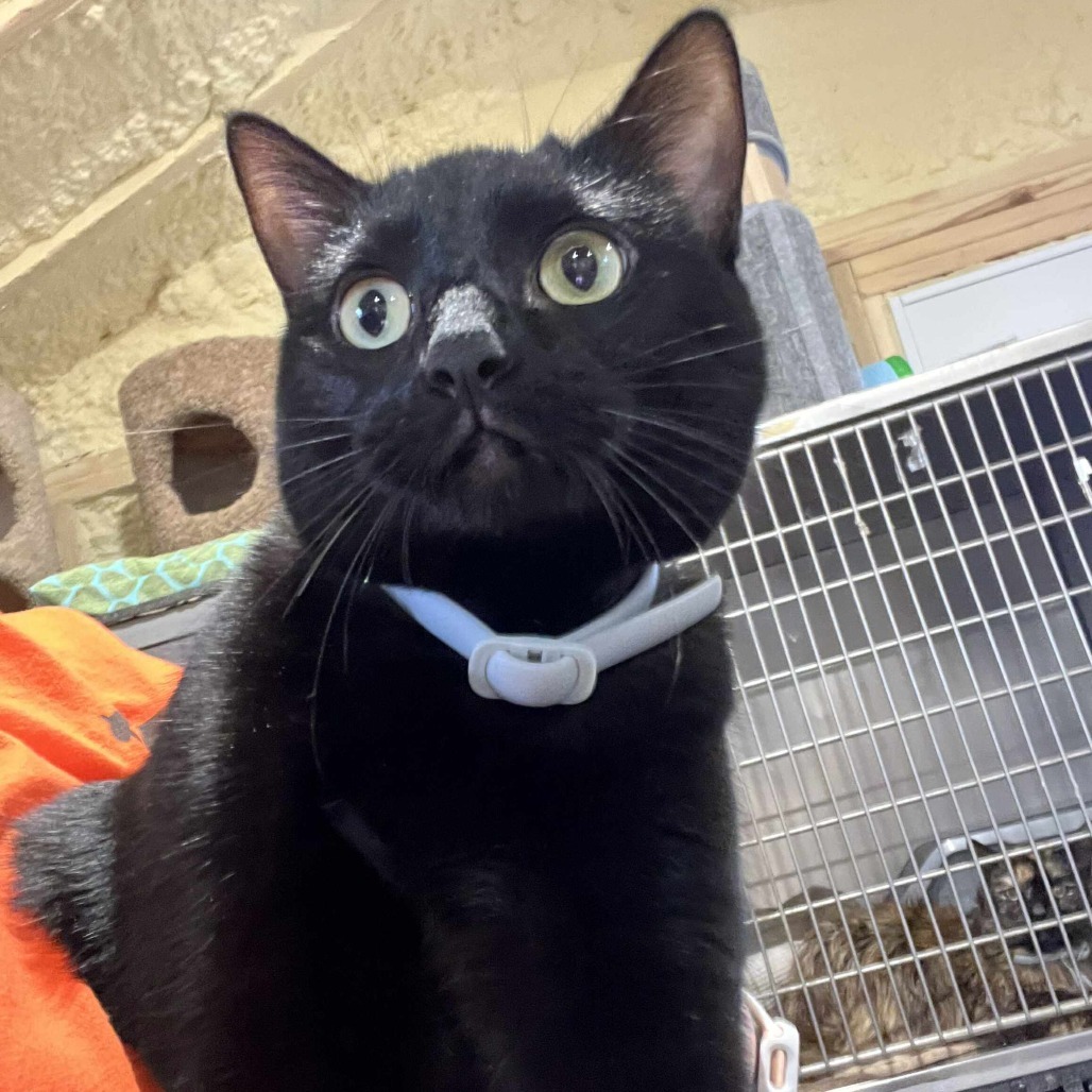 Bella, an adoptable Domestic Short Hair in Park Falls, WI, 54552 | Photo Image 1