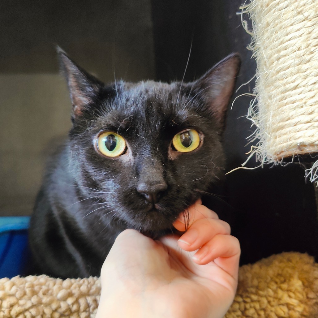 Bella, an adoptable Domestic Short Hair in Park Falls, WI, 54552 | Photo Image 2