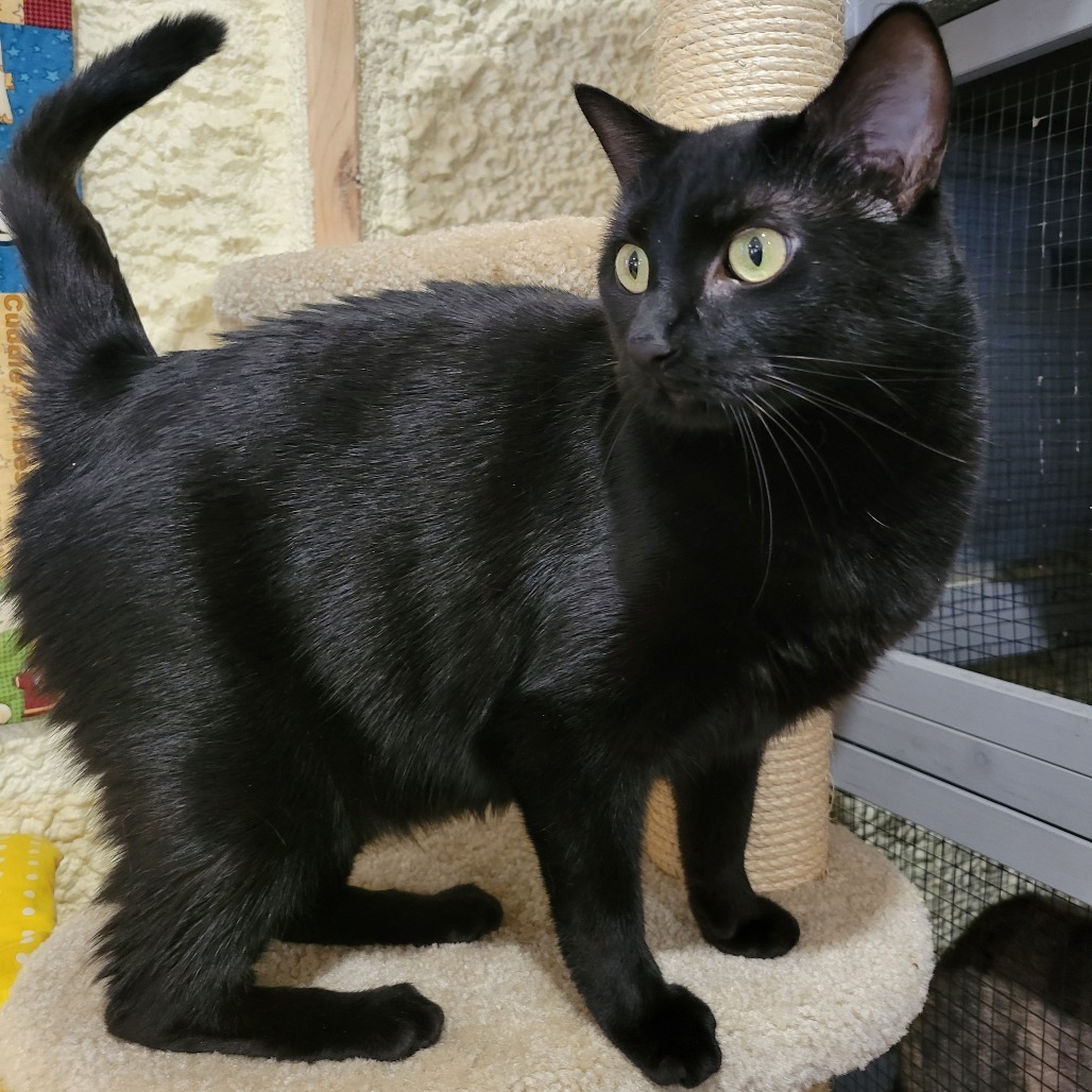 Bella, an adoptable Domestic Short Hair in Park Falls, WI, 54552 | Photo Image 3