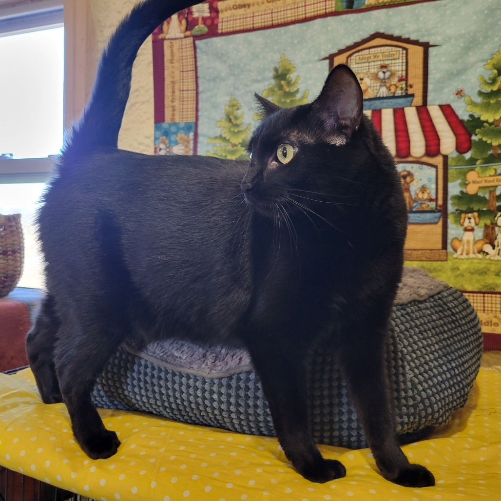 Bella, an adoptable Domestic Short Hair in Park Falls, WI, 54552 | Photo Image 4