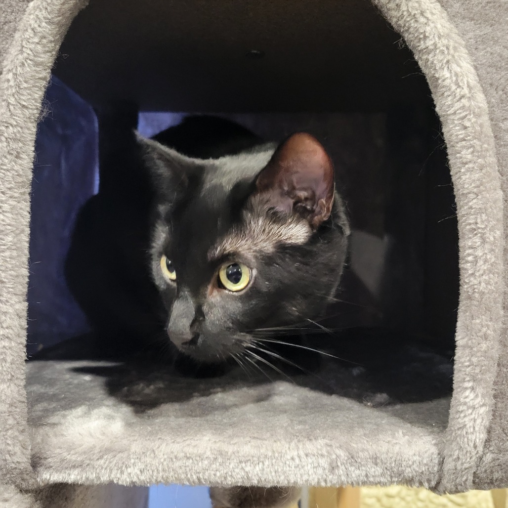 Bella, an adoptable Domestic Short Hair in Park Falls, WI, 54552 | Photo Image 5