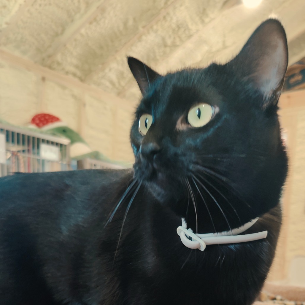 Bella, an adoptable Domestic Short Hair in Park Falls, WI, 54552 | Photo Image 6