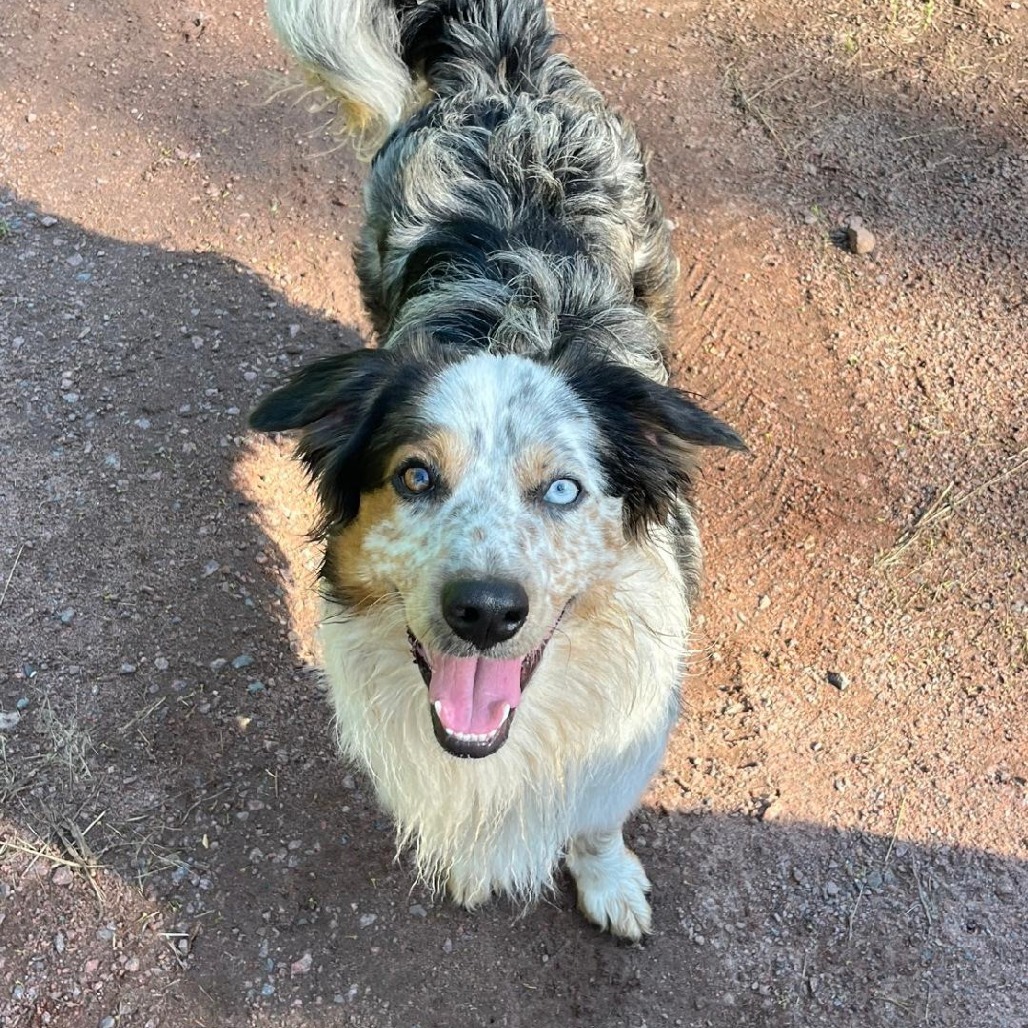 Jax, an adoptable Australian Cattle Dog / Blue Heeler, Australian Shepherd in Park Falls, WI, 54552 | Photo Image 1