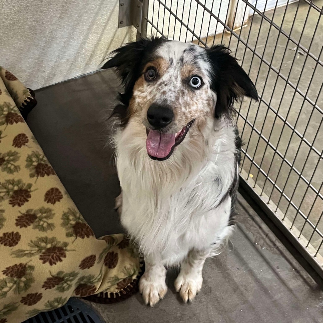 Jax, an adoptable Australian Cattle Dog / Blue Heeler, Australian Shepherd in Park Falls, WI, 54552 | Photo Image 2