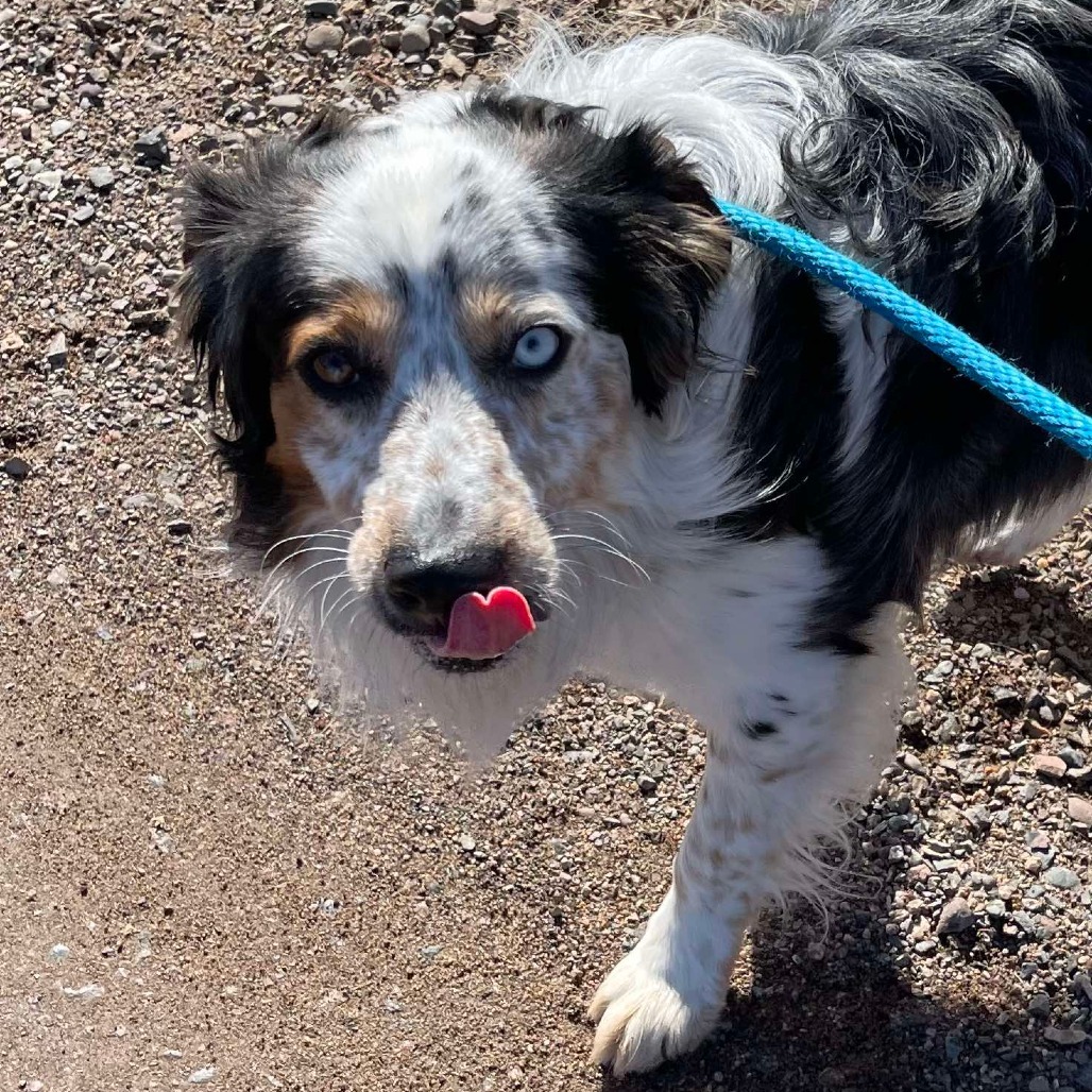 Jax, an adoptable Australian Cattle Dog / Blue Heeler, Australian Shepherd in Park Falls, WI, 54552 | Photo Image 3