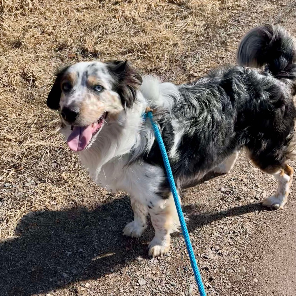 Jax, an adoptable Australian Cattle Dog / Blue Heeler, Australian Shepherd in Park Falls, WI, 54552 | Photo Image 4