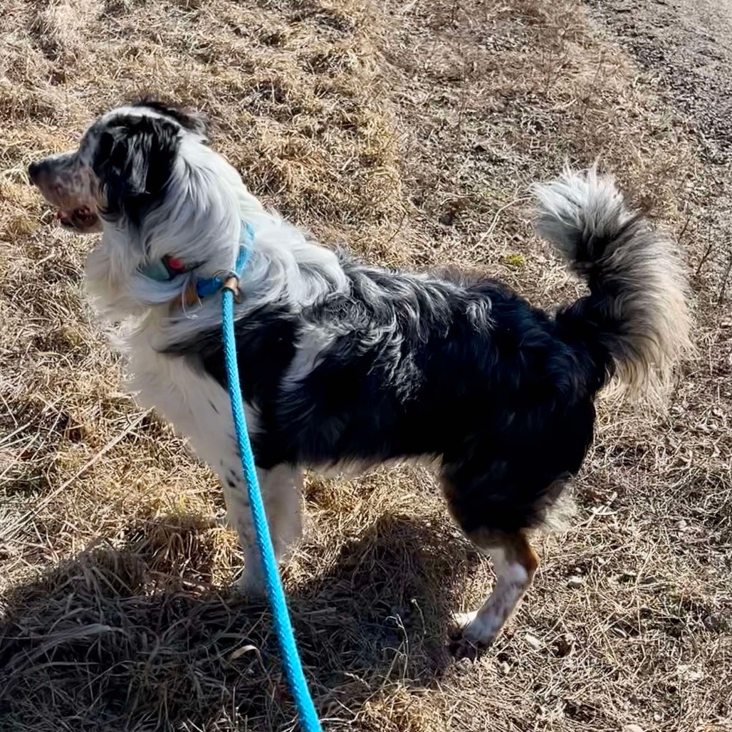 Jax, an adoptable Australian Cattle Dog / Blue Heeler, Australian Shepherd in Park Falls, WI, 54552 | Photo Image 5