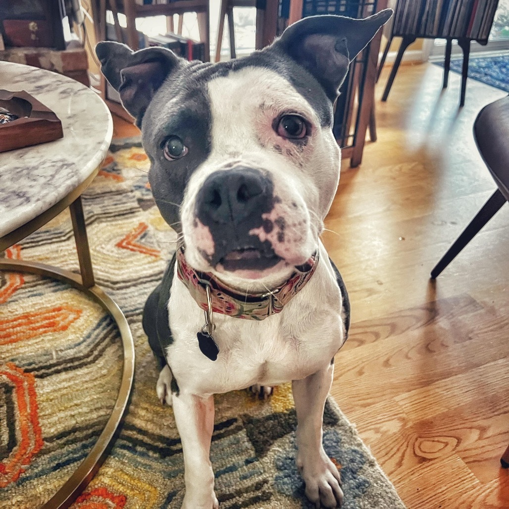 Pie
