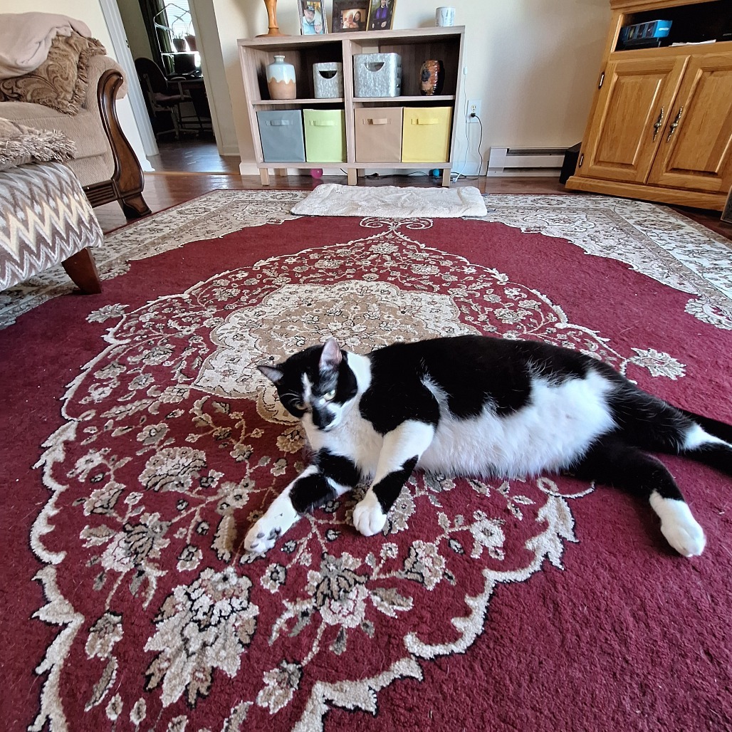 Gato - Home to Home