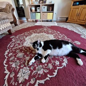 Gato - Home to Home, Adult Male unknown