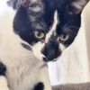 Gato - Home to Home photo 2
