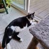 Gato - Home to Home photo 3