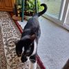 Gato - Home to Home photo 4