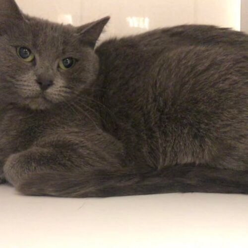 Church, an adoptable Domestic Short Hair in Dillon, MT, 59725 | Photo Image 1