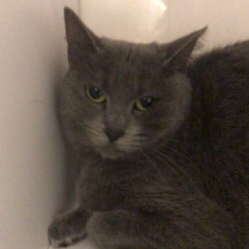 Church, an adoptable Domestic Short Hair in Dillon, MT, 59725 | Photo Image 2
