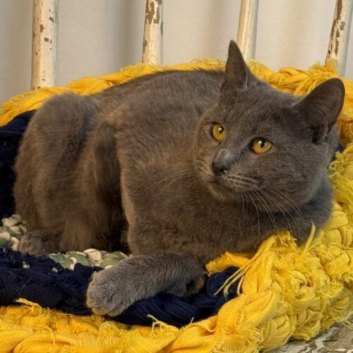 Church, an adoptable Domestic Short Hair in Dillon, MT, 59725 | Photo Image 3