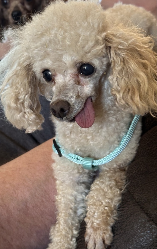Poodle Toy - Tigger