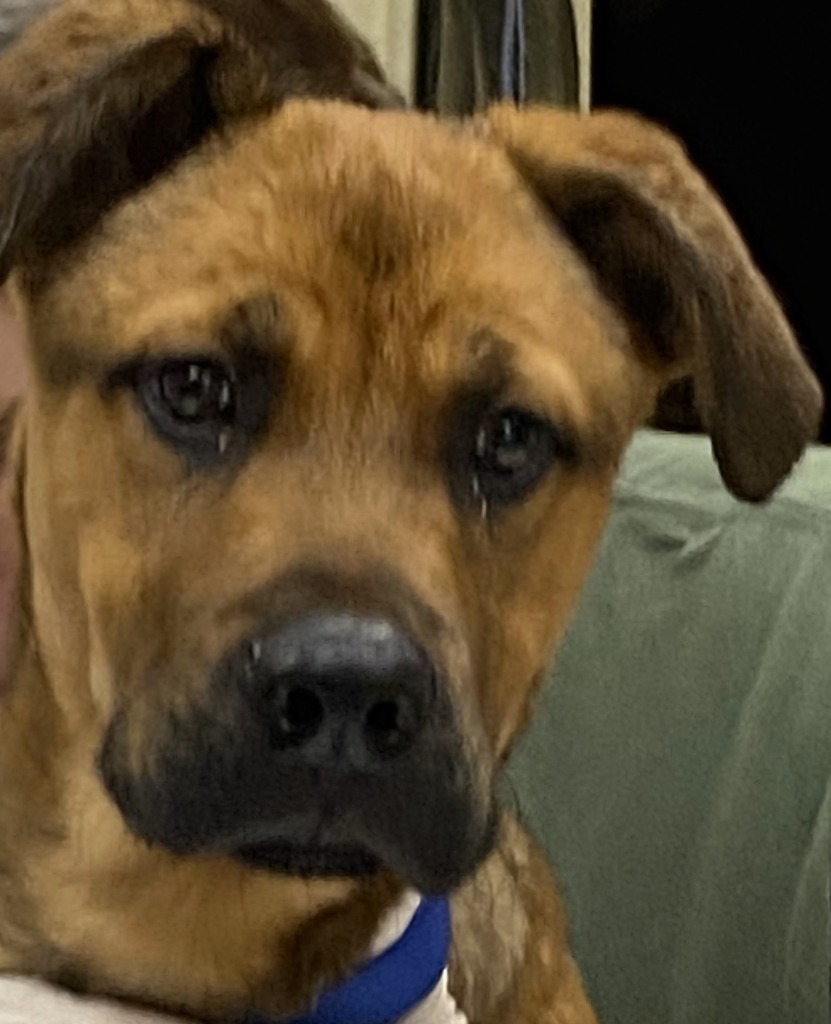 Scooby