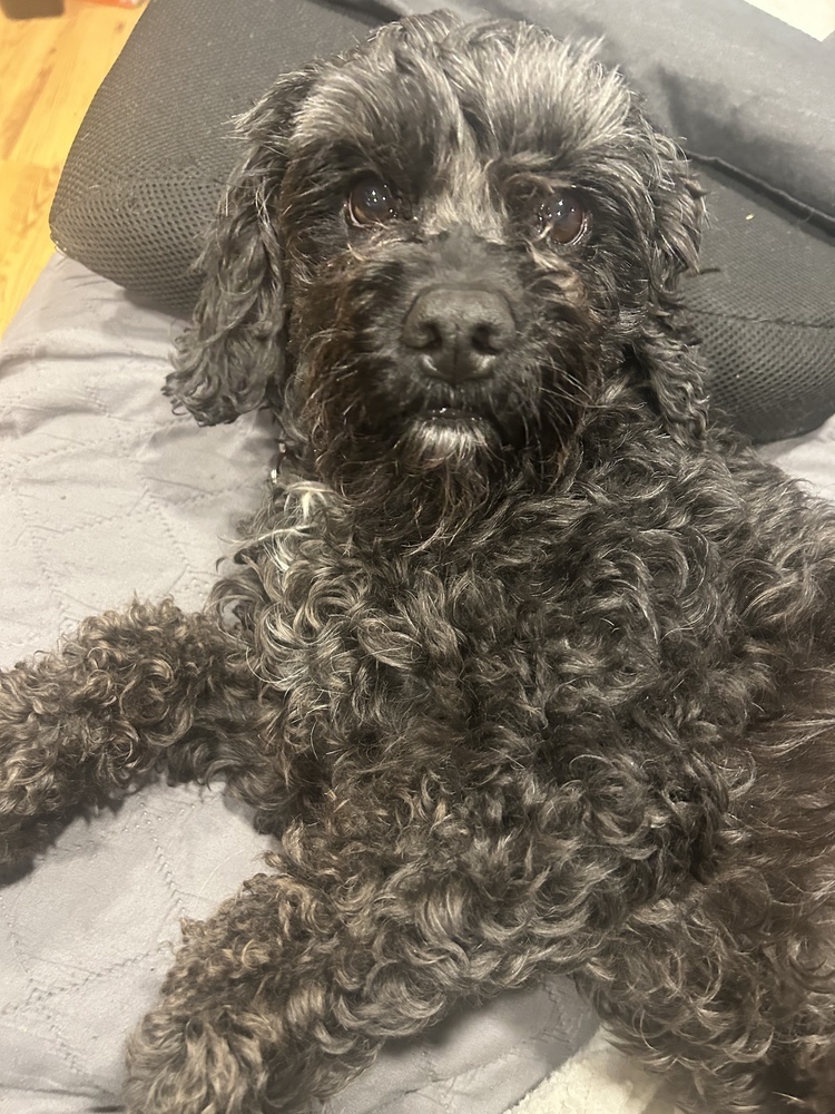 Hershey, an adoptable Cockapoo in Springdale, PA, 15144 | Photo Image 1