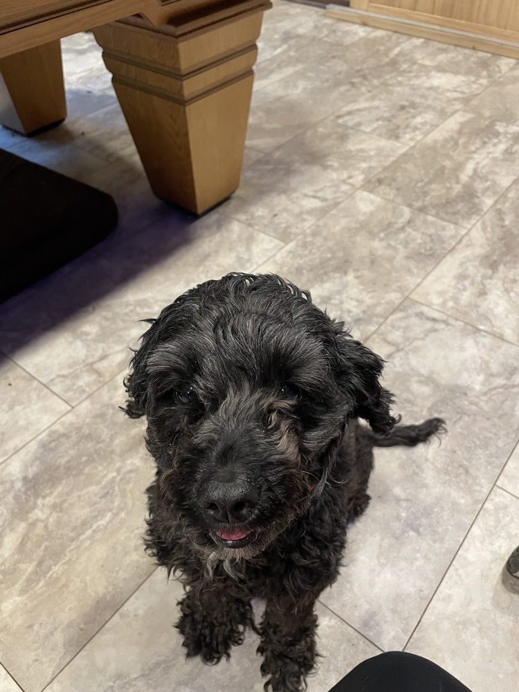 Hershey, an adoptable Cockapoo in Springdale, PA, 15144 | Photo Image 2