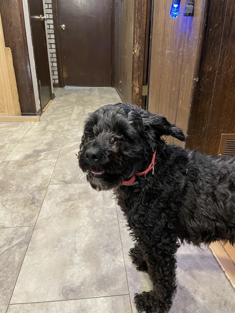 Hershey, an adoptable Cockapoo in Springdale, PA, 15144 | Photo Image 3