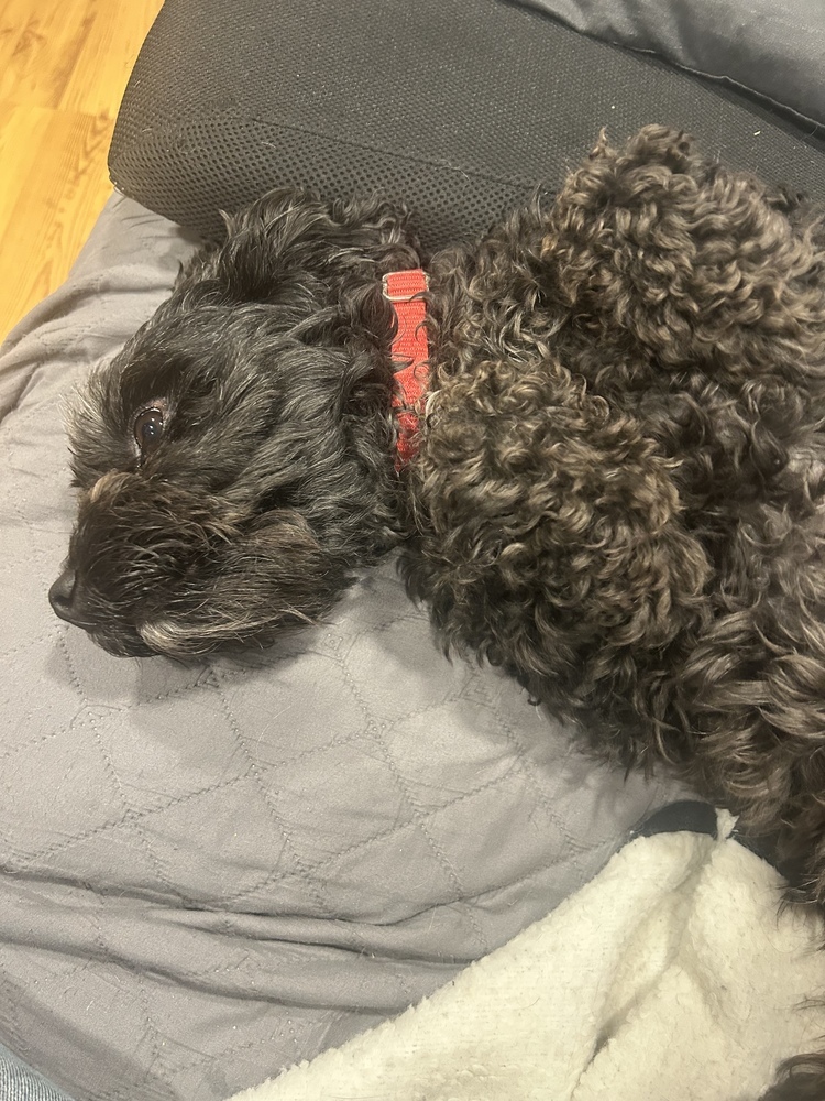 Hershey, an adoptable Cockapoo in Springdale, PA, 15144 | Photo Image 4