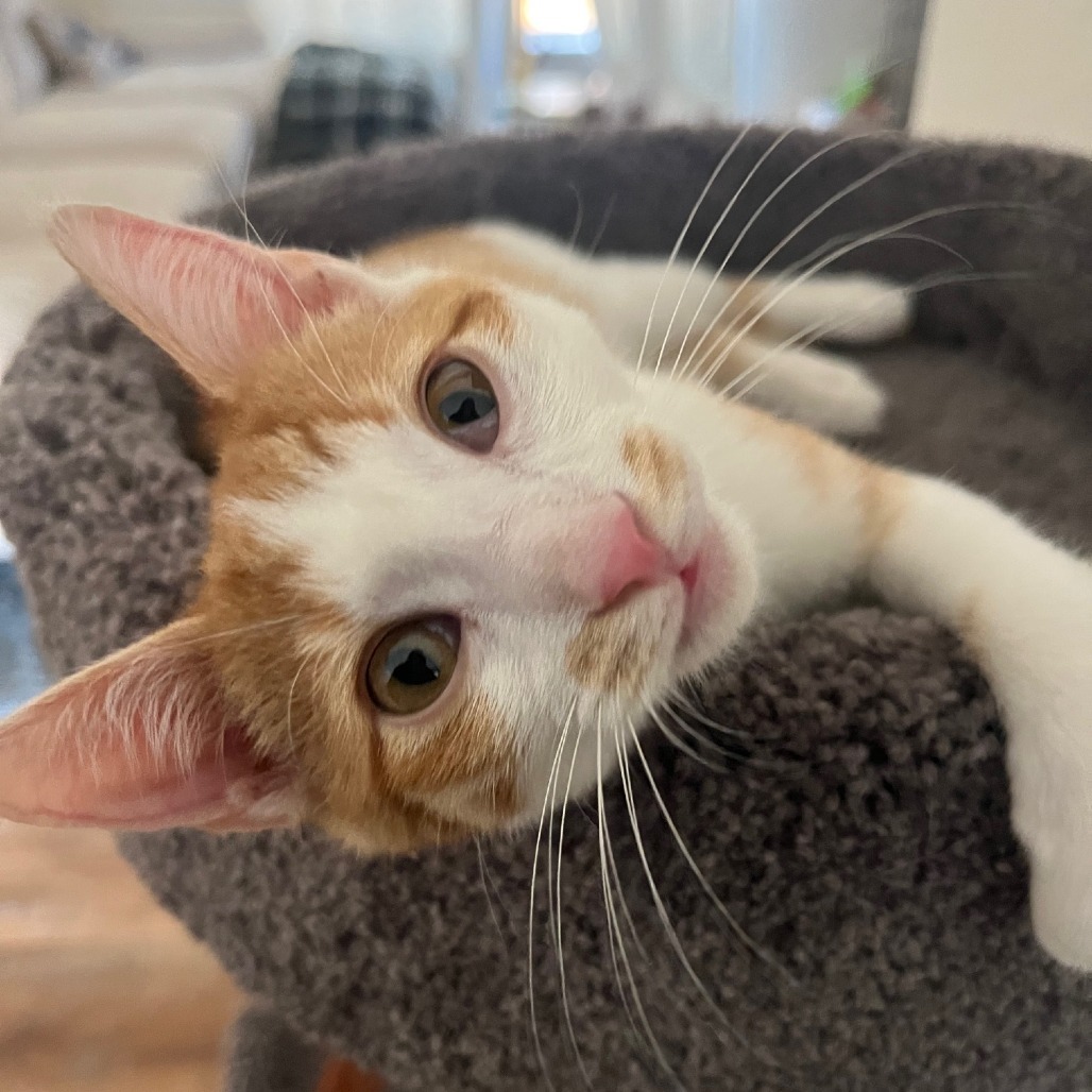 Croissant - VERY Affectionate & Playful! Good w/ Dogs & Cats!, an adoptable Domestic Short Hair in Flagstaff, AZ, 86004 | Photo Image 1