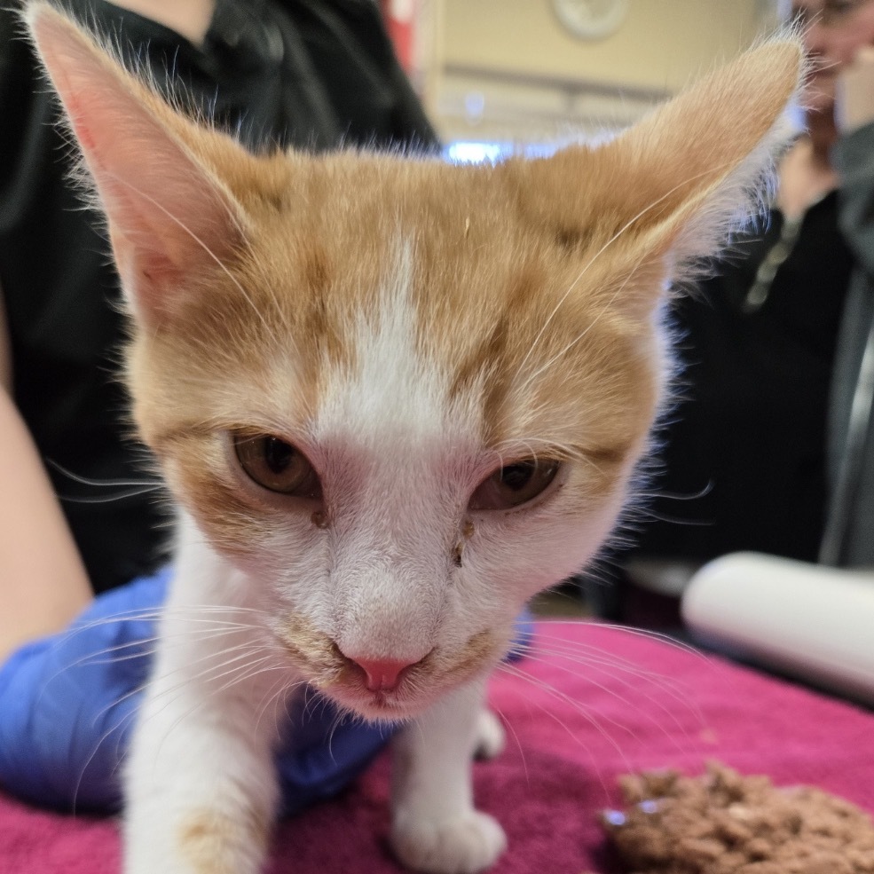 Croissant - VERY Affectionate & Playful! Good w/ Dogs & Cats!, an adoptable Domestic Short Hair in Flagstaff, AZ, 86004 | Photo Image 2