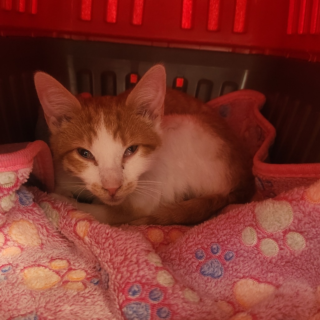 Croissant - VERY Affectionate & Playful! Good w/ Dogs & Cats!, an adoptable Domestic Short Hair in Flagstaff, AZ, 86004 | Photo Image 3