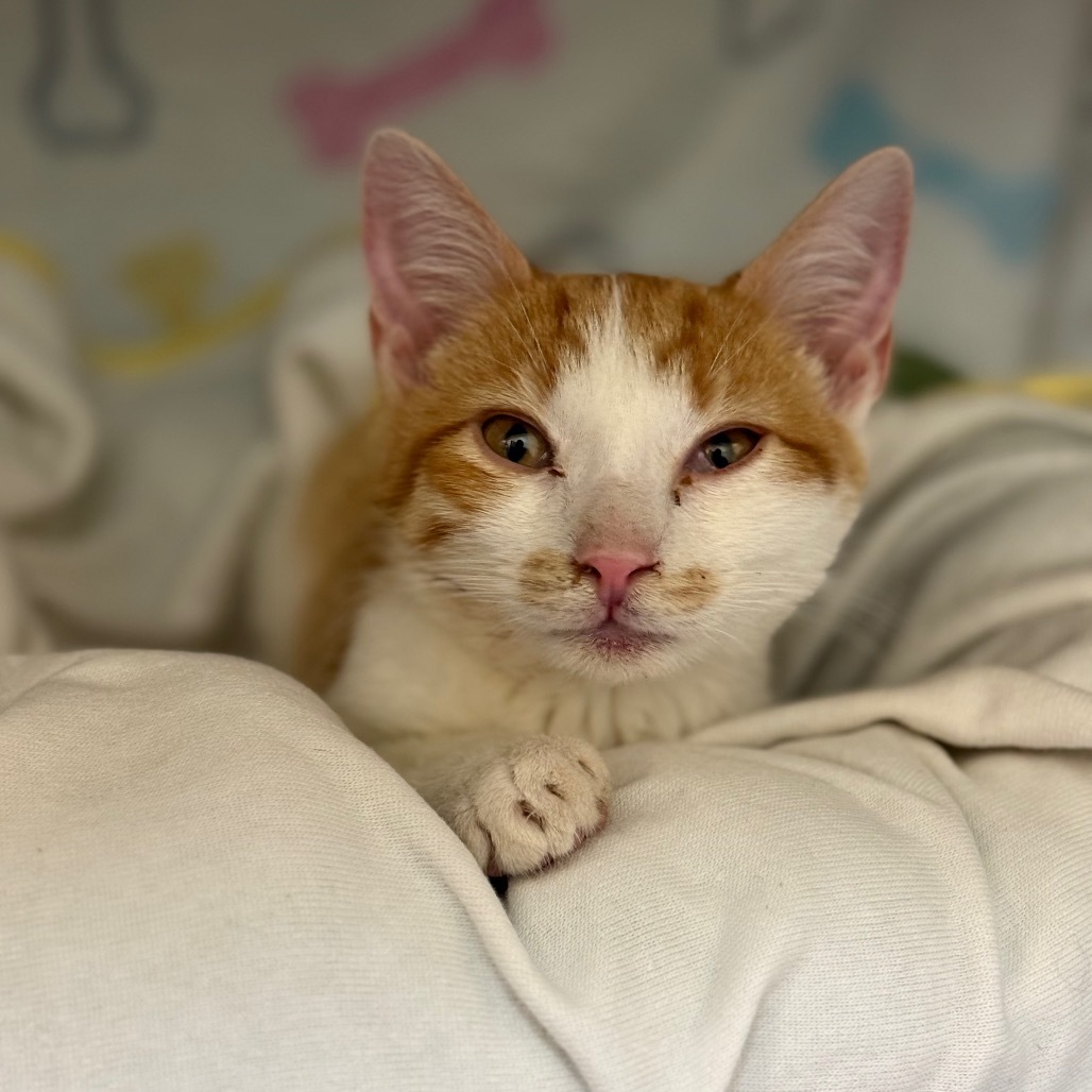 Croissant - VERY Affectionate & Playful! Good w/ Dogs & Cats!, an adoptable Domestic Short Hair in Flagstaff, AZ, 86004 | Photo Image 4