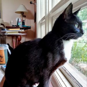 Sophie, Adult Female Domestic Short Hair