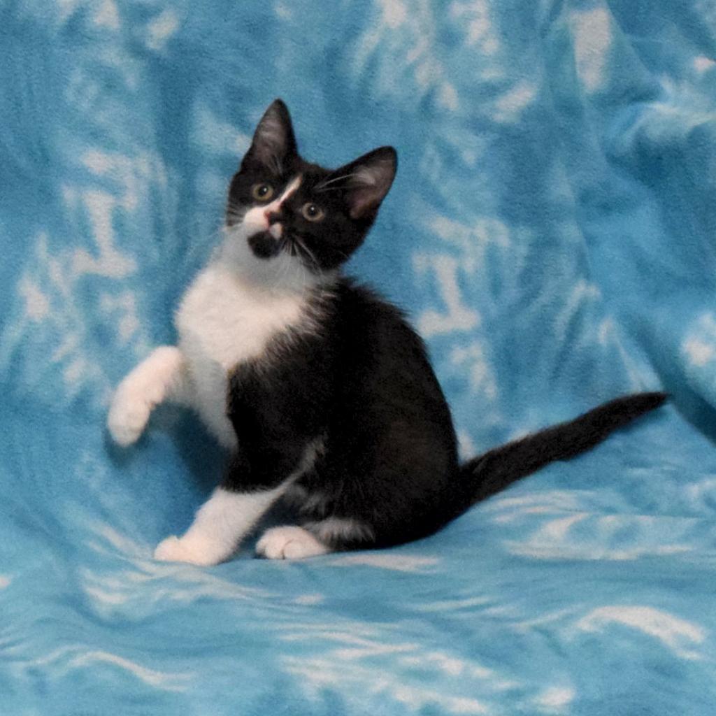 Frappe, an adoptable Domestic Short Hair in Eureka, CA, 95503 | Photo Image 4