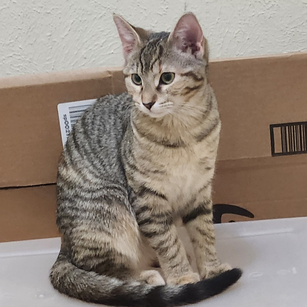 Skittles, an adoptable Domestic Short Hair in San Antonio, TX, 78253 | Photo Image 1
