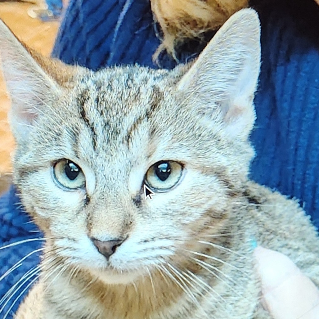 Skittles, an adoptable Domestic Short Hair in San Antonio, TX, 78253 | Photo Image 2