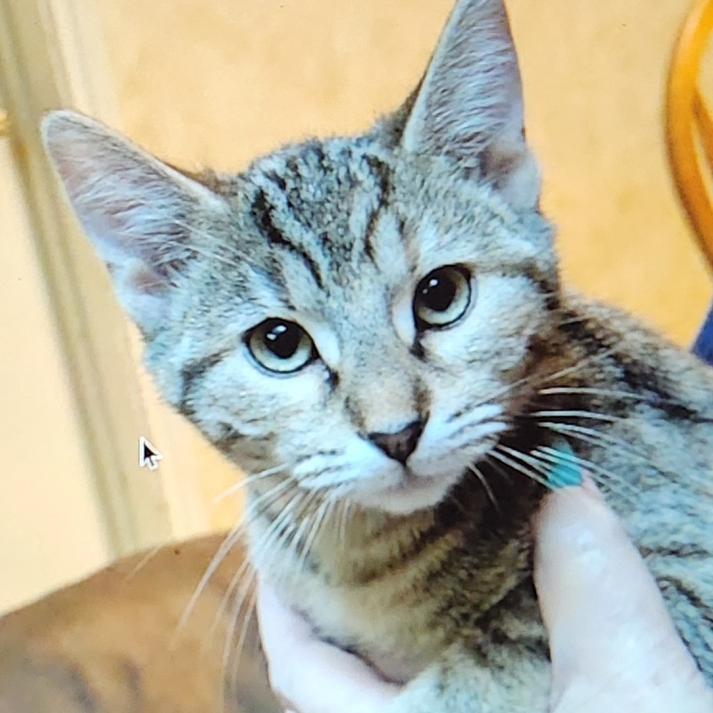 Skittles, an adoptable Domestic Short Hair in San Antonio, TX, 78253 | Photo Image 3