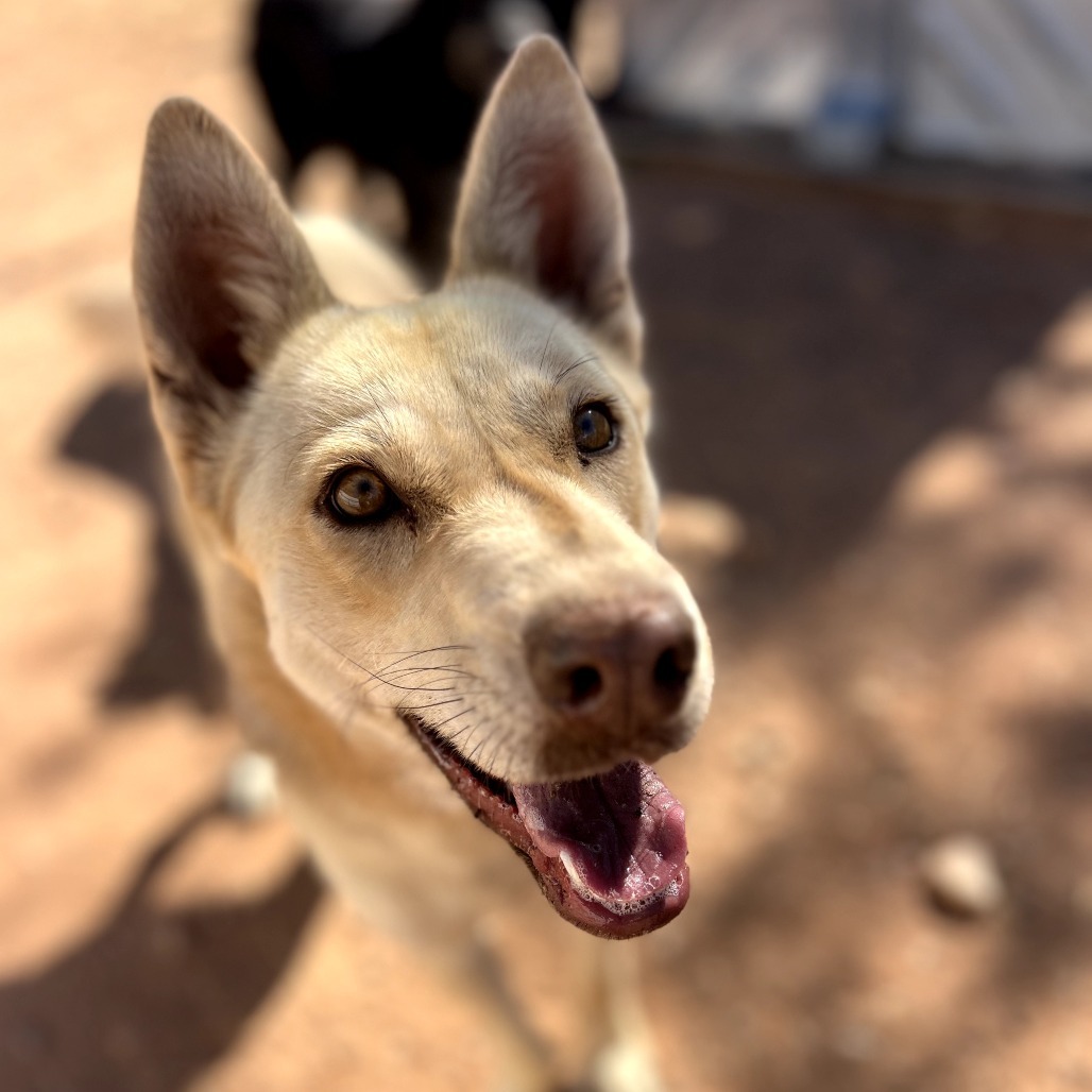 Hazel, an adoptable Mixed Breed in Moab, UT, 84532 | Photo Image 1
