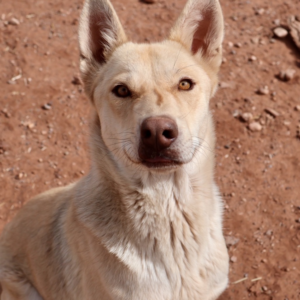Hazel, an adoptable Mixed Breed in Moab, UT, 84532 | Photo Image 2